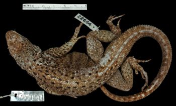 Media type: image;   Herpetology R-22664 Aspect: dorsal